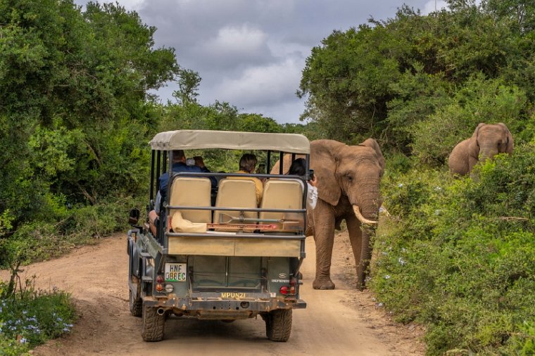 103 Port Elizabeth, Pumba Private Game Reserve, Zuid-Afrika.jpg